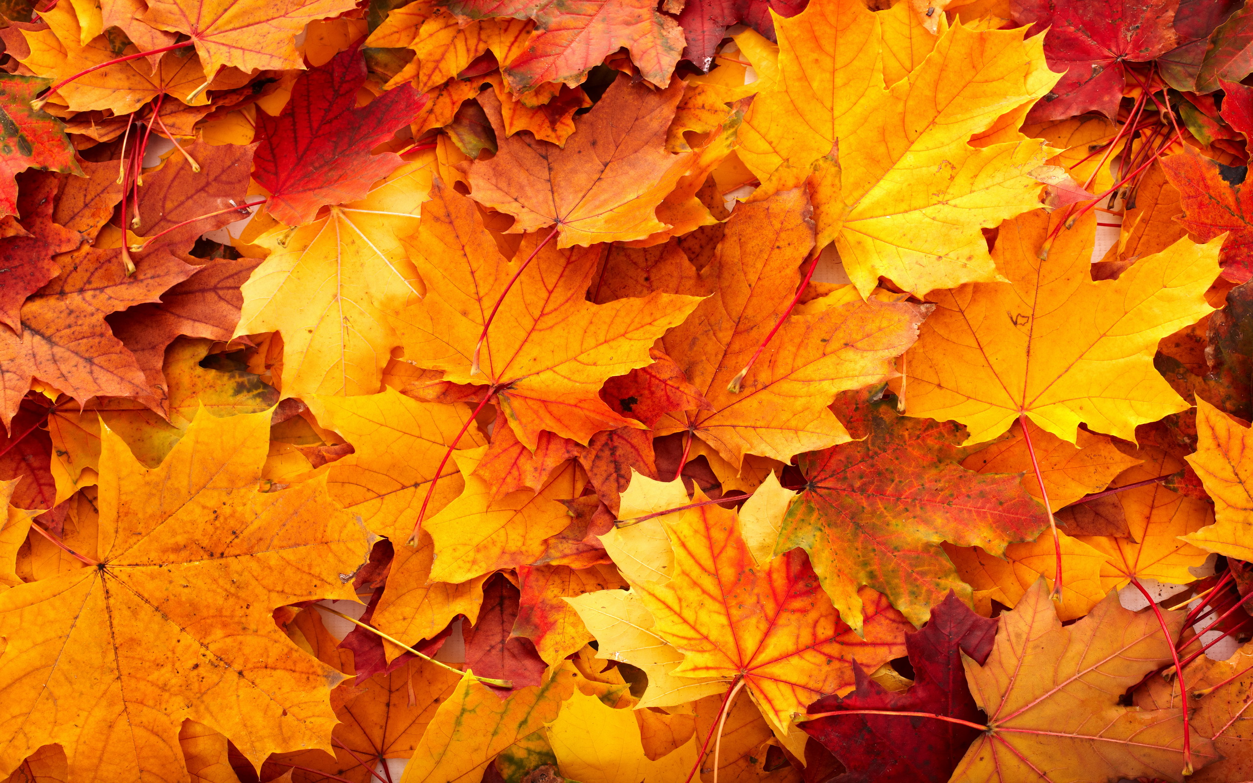 Fall Leaf Backgrounds