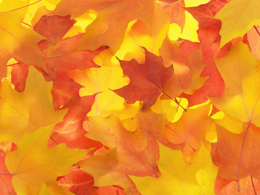 Fall Leaves Background - HD wallpapers