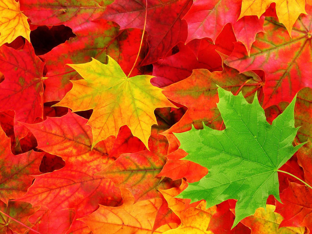 pemandangan: Autumn Leaves Wallpaper