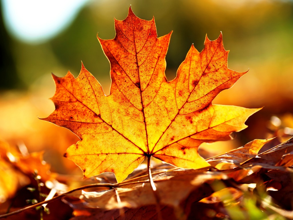 Autumn leaves background images | danasrgh.top
