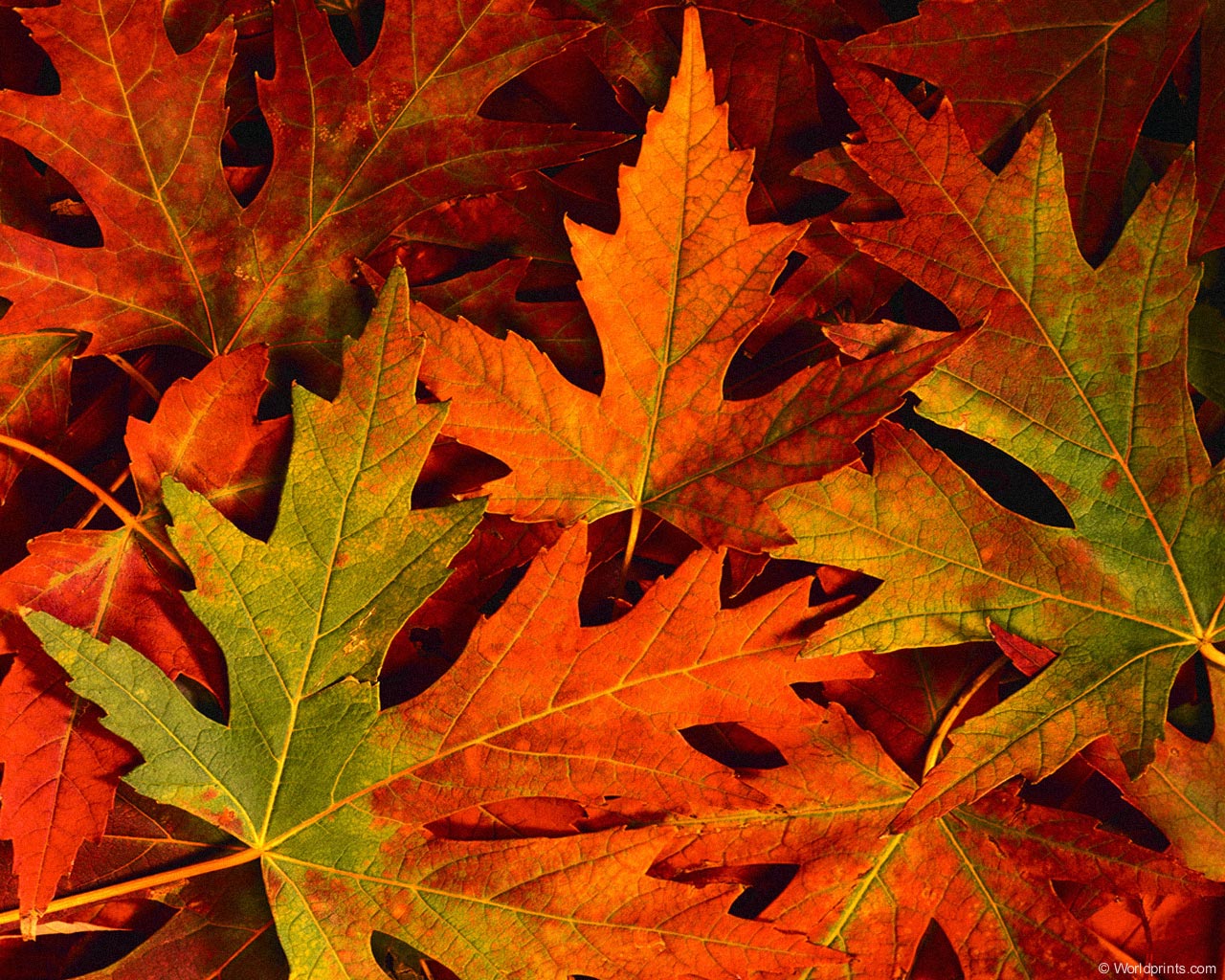 images > fall leaves > 3, FALL LEAVES BACKGROUNDS FALL LAVES HD ...