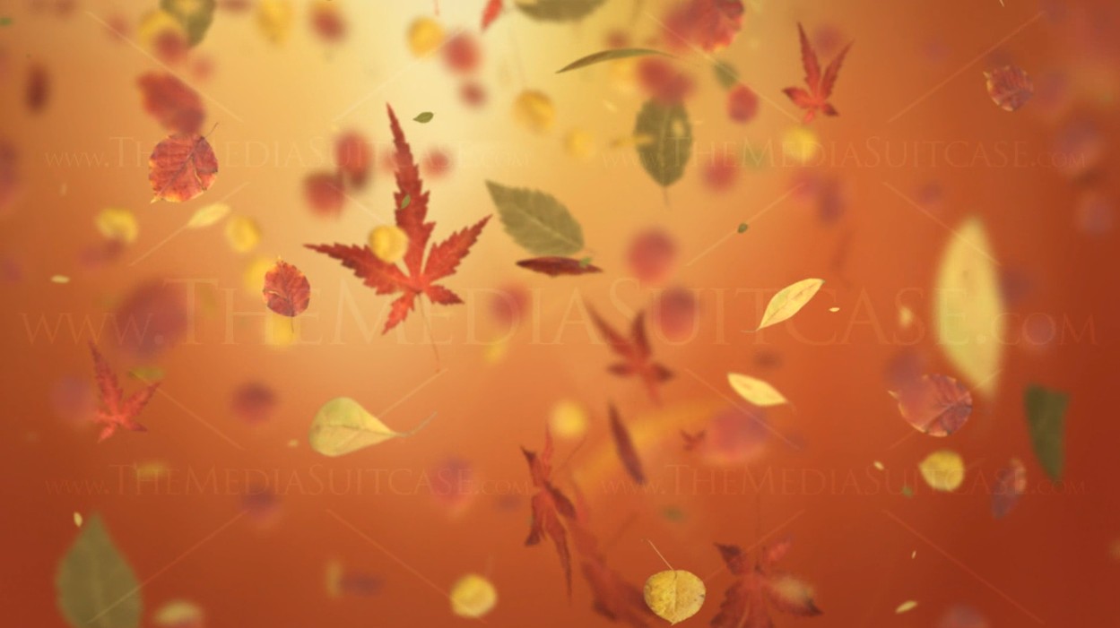 Autumn Leaves Background Video Loop - HD