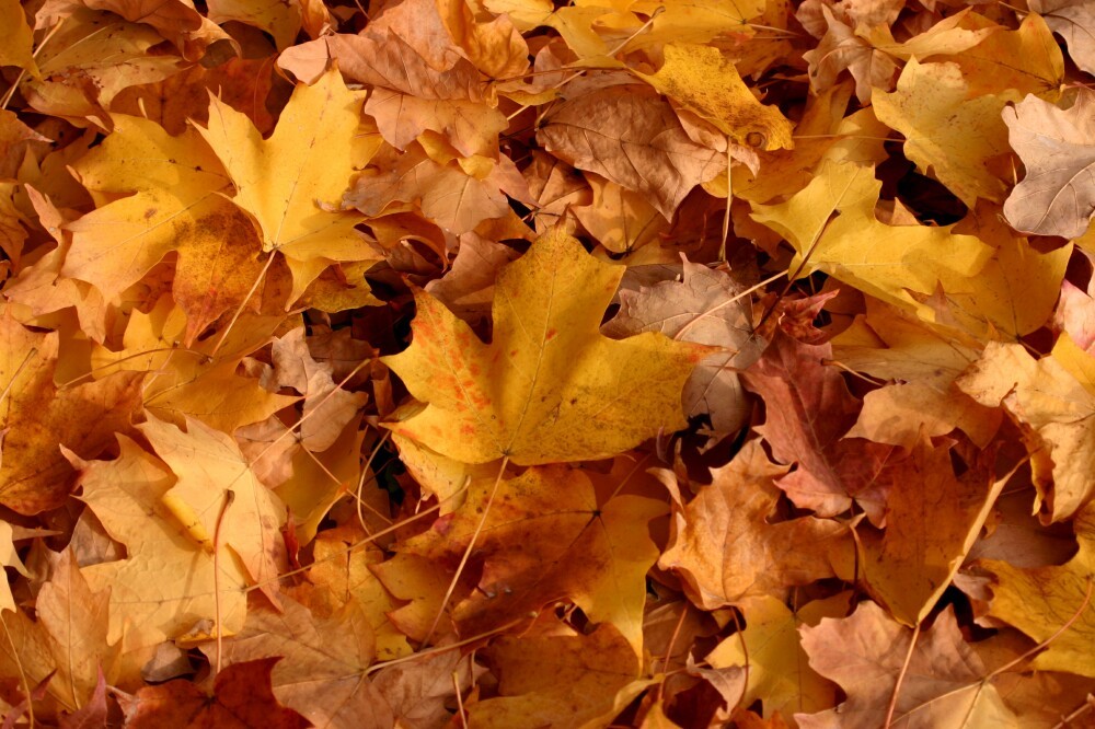 Fall Leaves Background #6846517