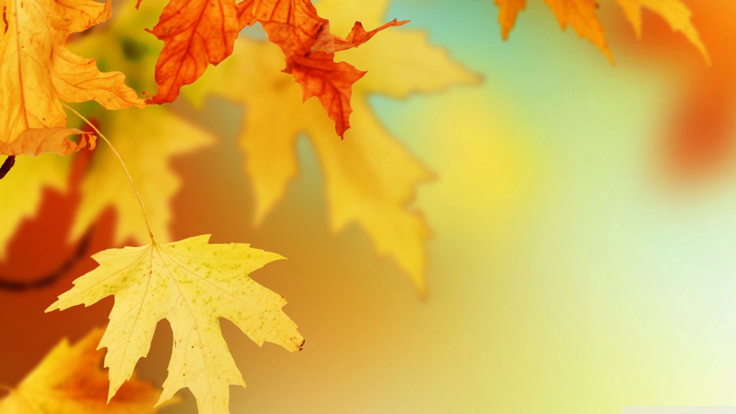 Fall Festival Background | HD Wallpapers for Free