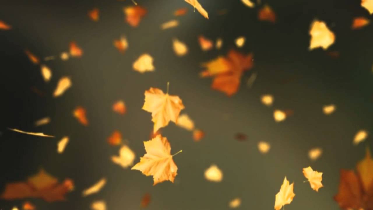 Falling Autumn Leaves Background loop 2 (Read Desc) - YouTube