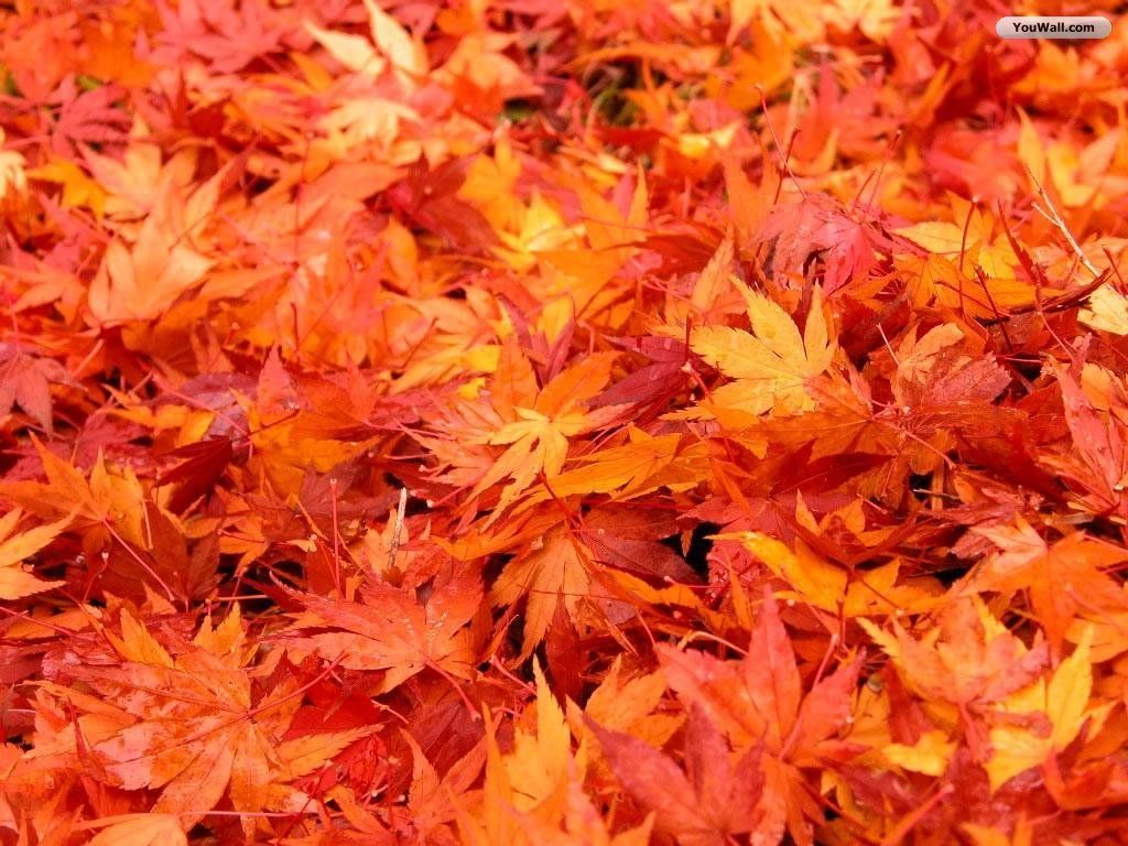 30+ Crispy & Chromatic Autumn/Fall HD Backgrounds – CreatiWittyBlog