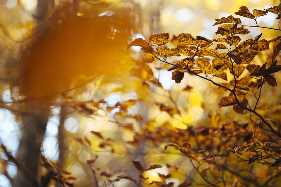 Fall, Leaves, Background - Free images on Pixabay