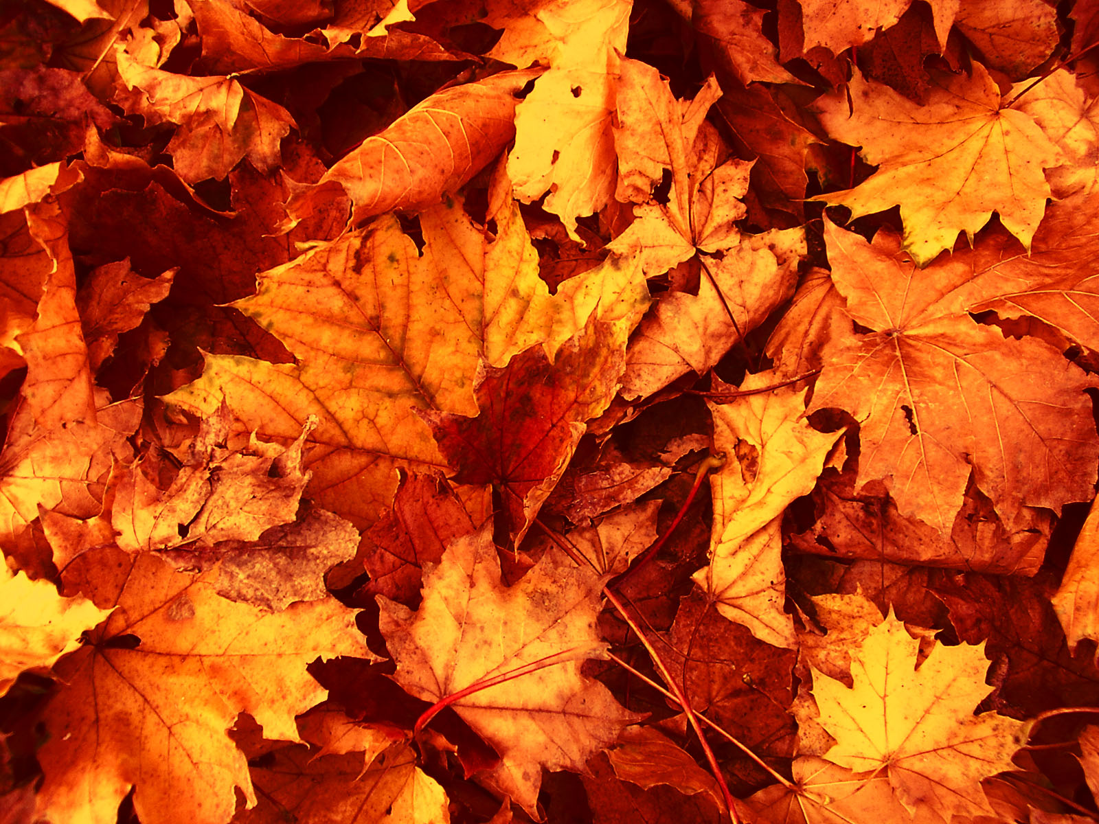 Fall Leaves Background #1662552