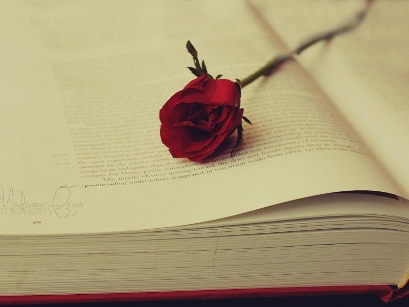 Rose on Ancient Books Wallpaper free desktop backgrounds and ...