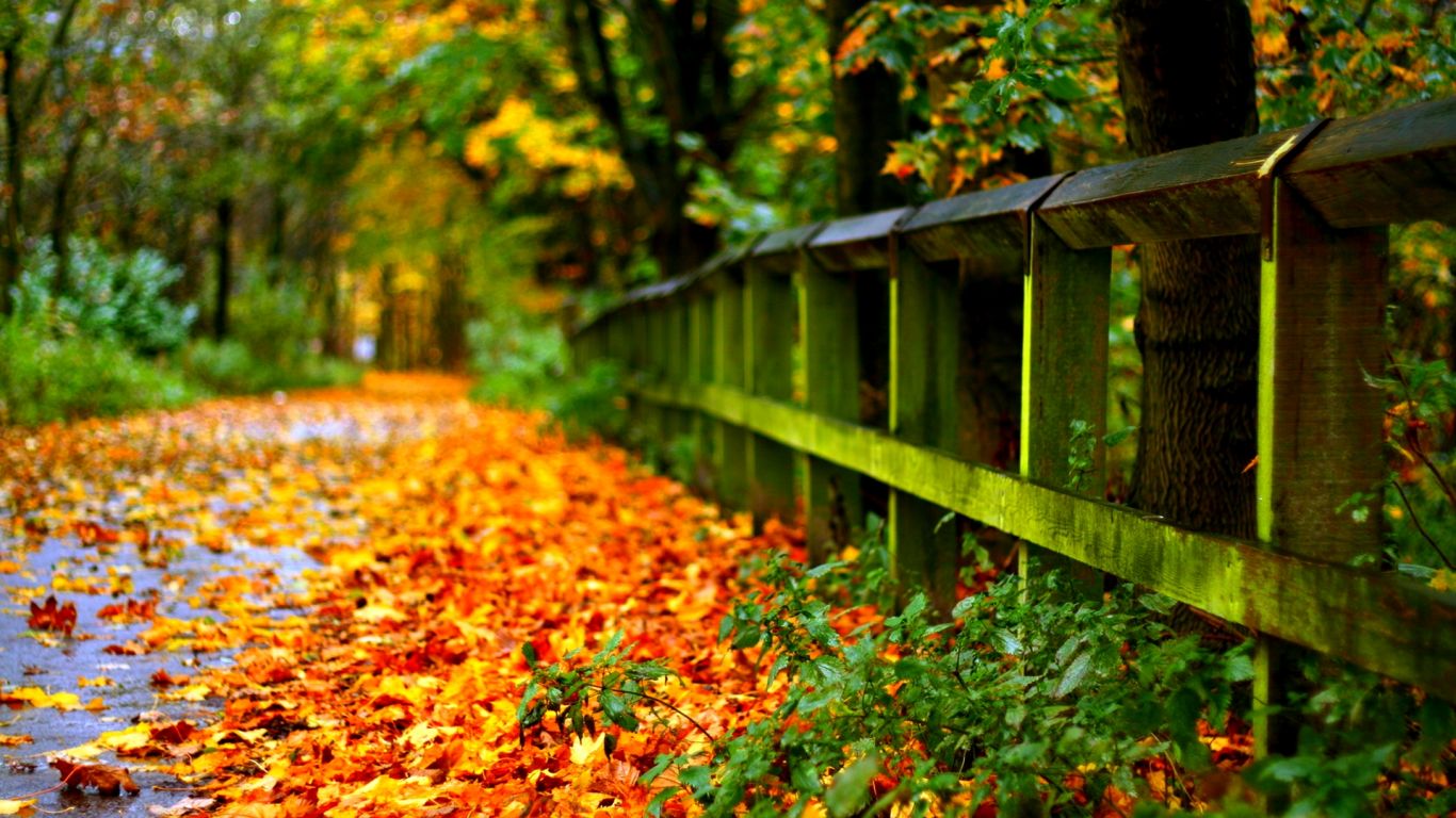 Autumn leaves on road hd for desktop widescreen wallpaper download