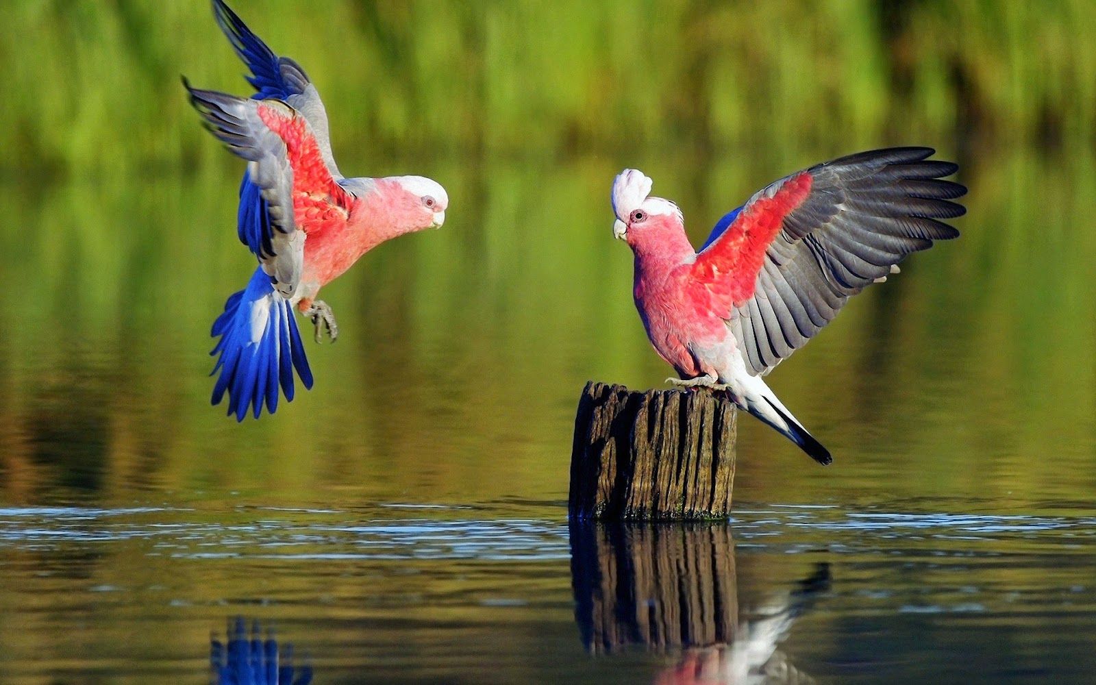 HD Wallpapers: best Most amazing and beautiful birds in the world ...