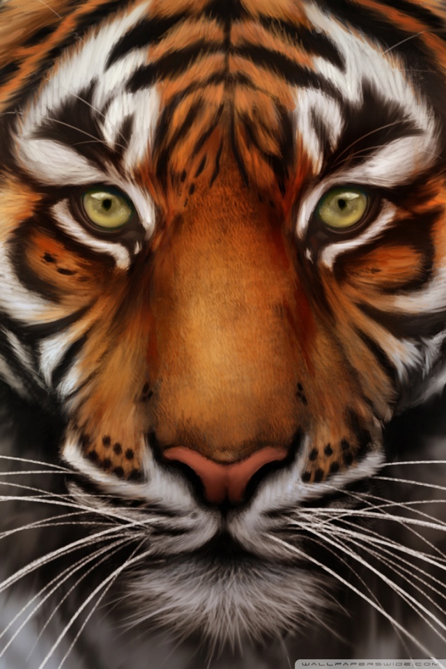 Tiger iPhone Free Wallpapers 2347 - HD Wallpaper Site