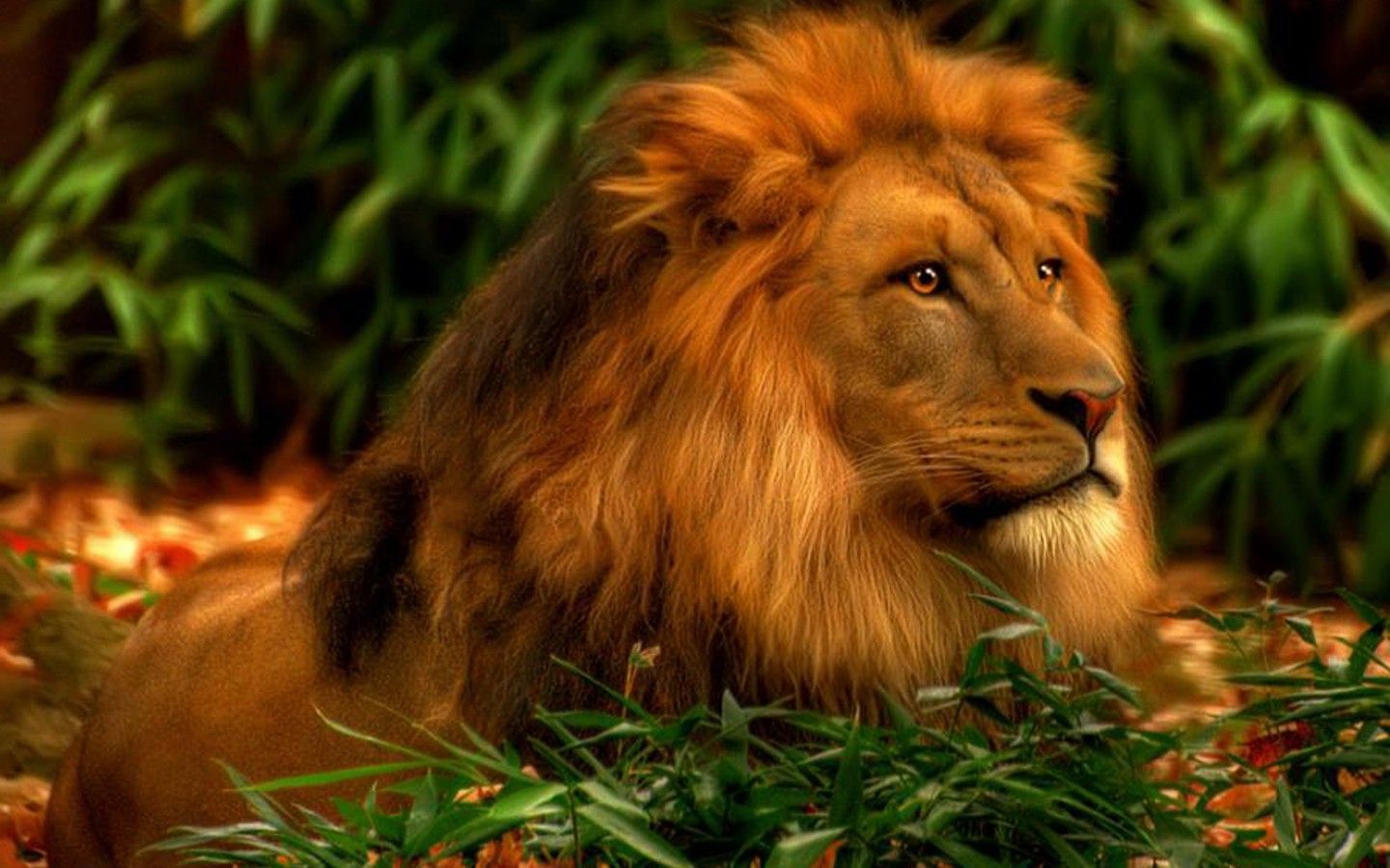 HD Wallpapers Lion Group (86+)