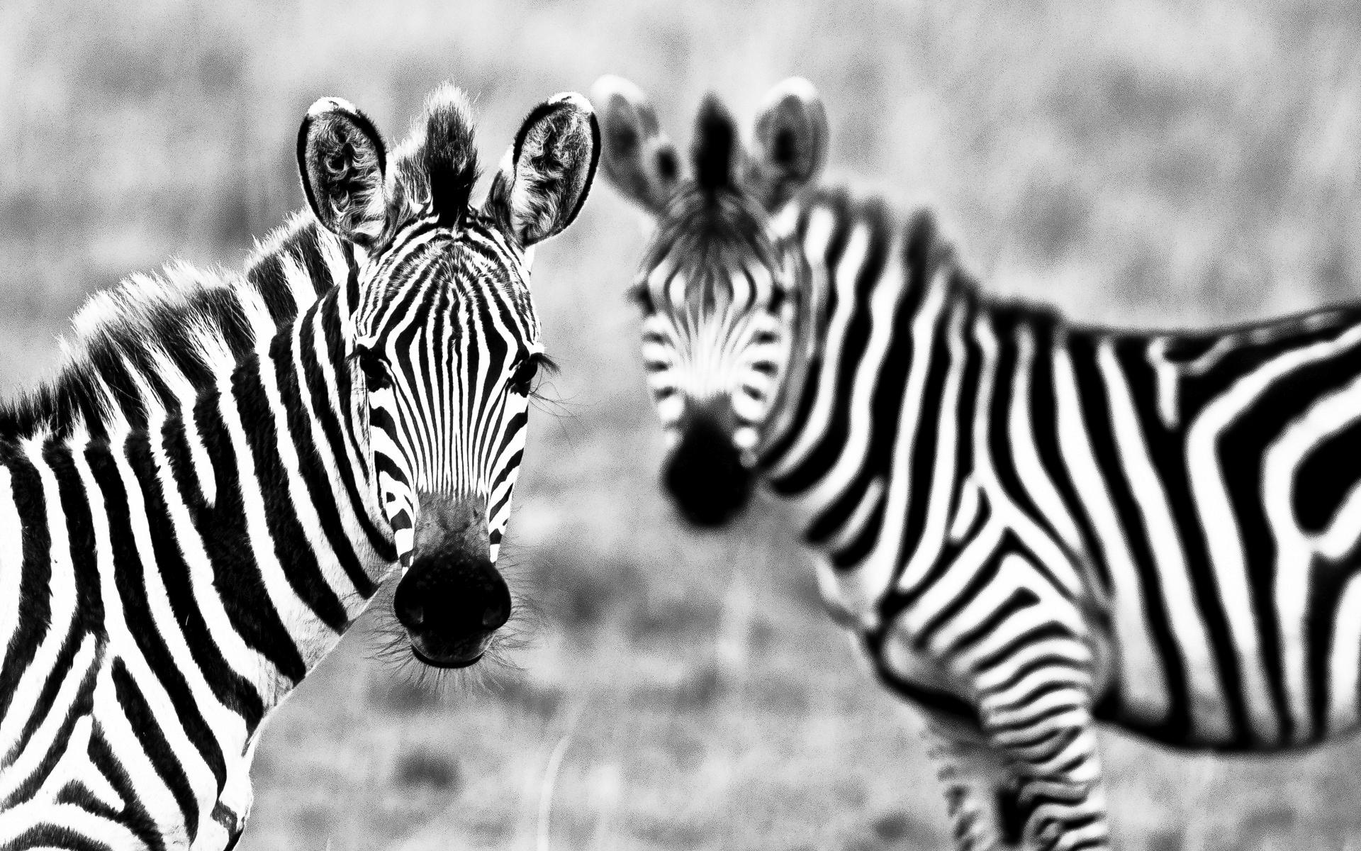Zebra free high definition wallpapers | My-HD-Wallpapers.com