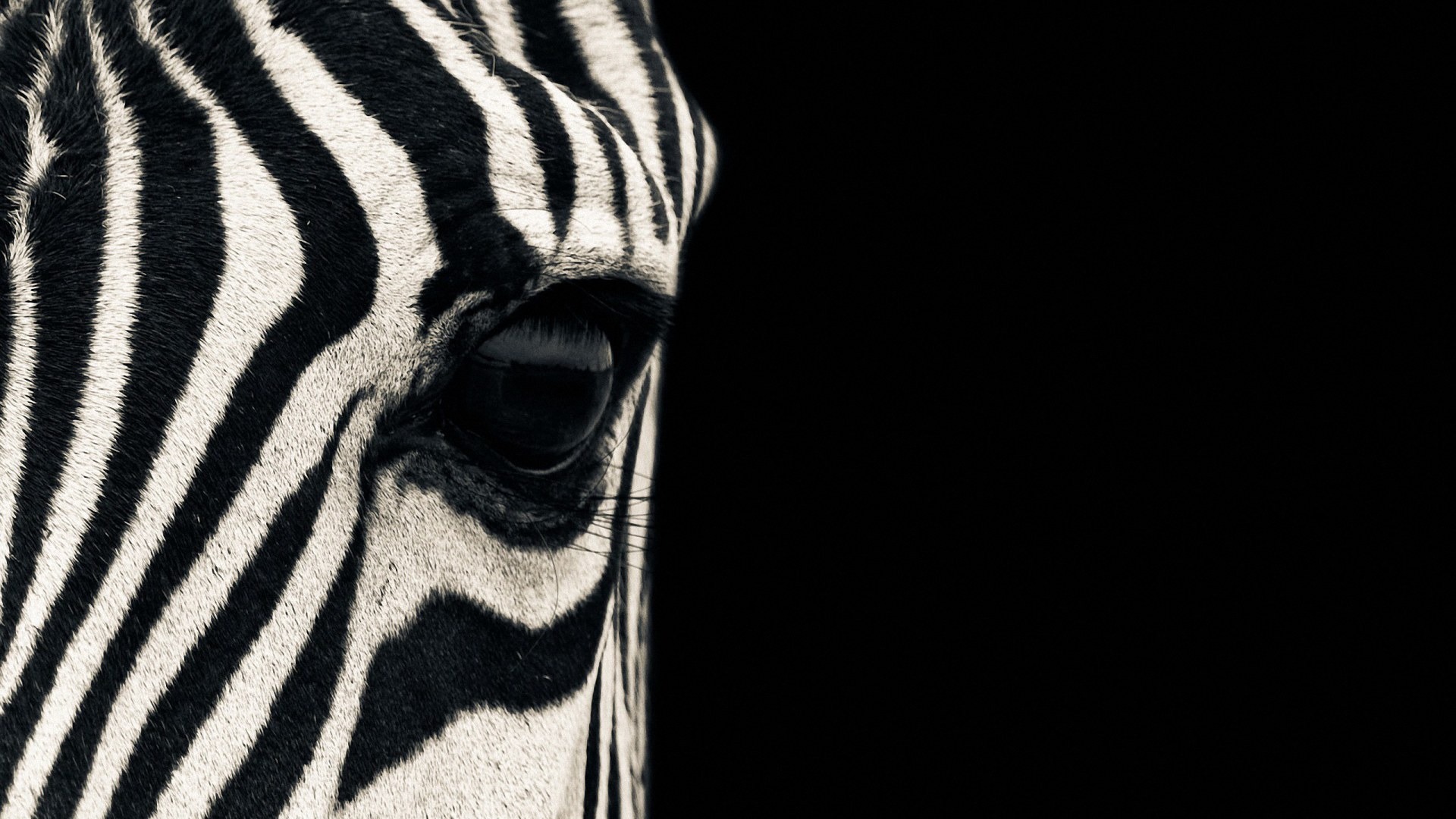 Zebra wallpapers | Zebra stock photos