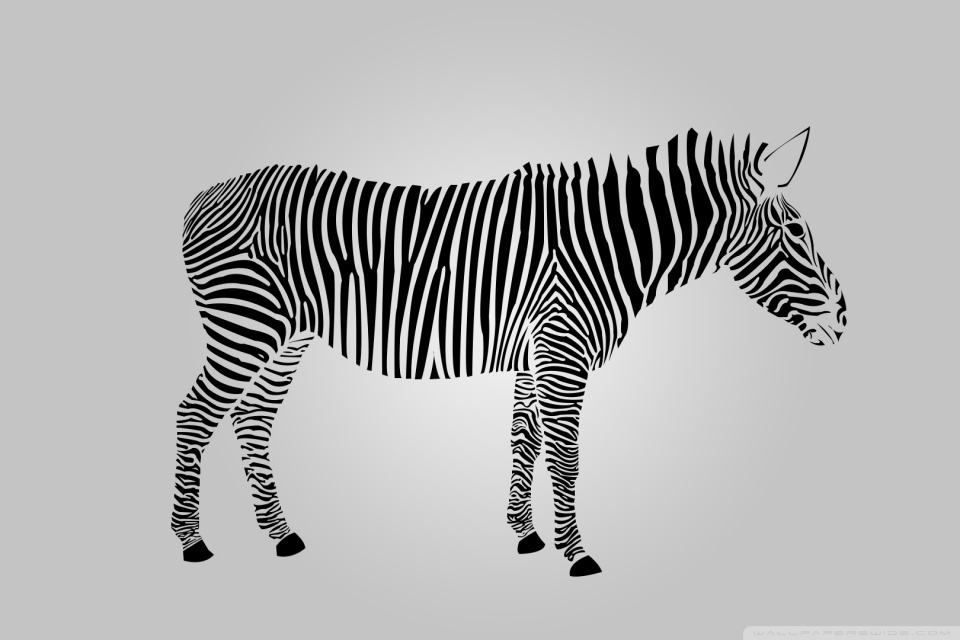 Zebra HD desktop wallpaper : Widescreen : High Definition : Mobile