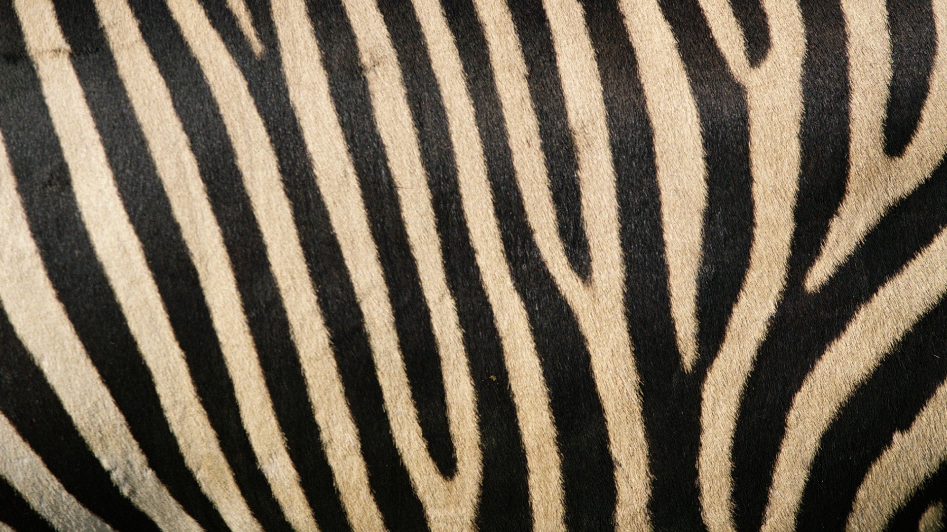 wallpaper: zebra stripes, animal, zebra, skin, black, white ...