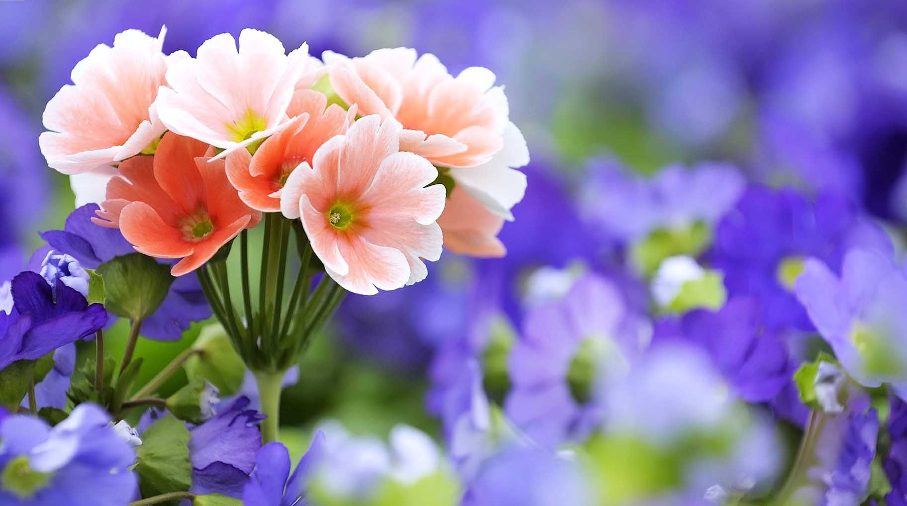 Flower Wallpaper Free Download For Mobile – 1824×1018 High ...