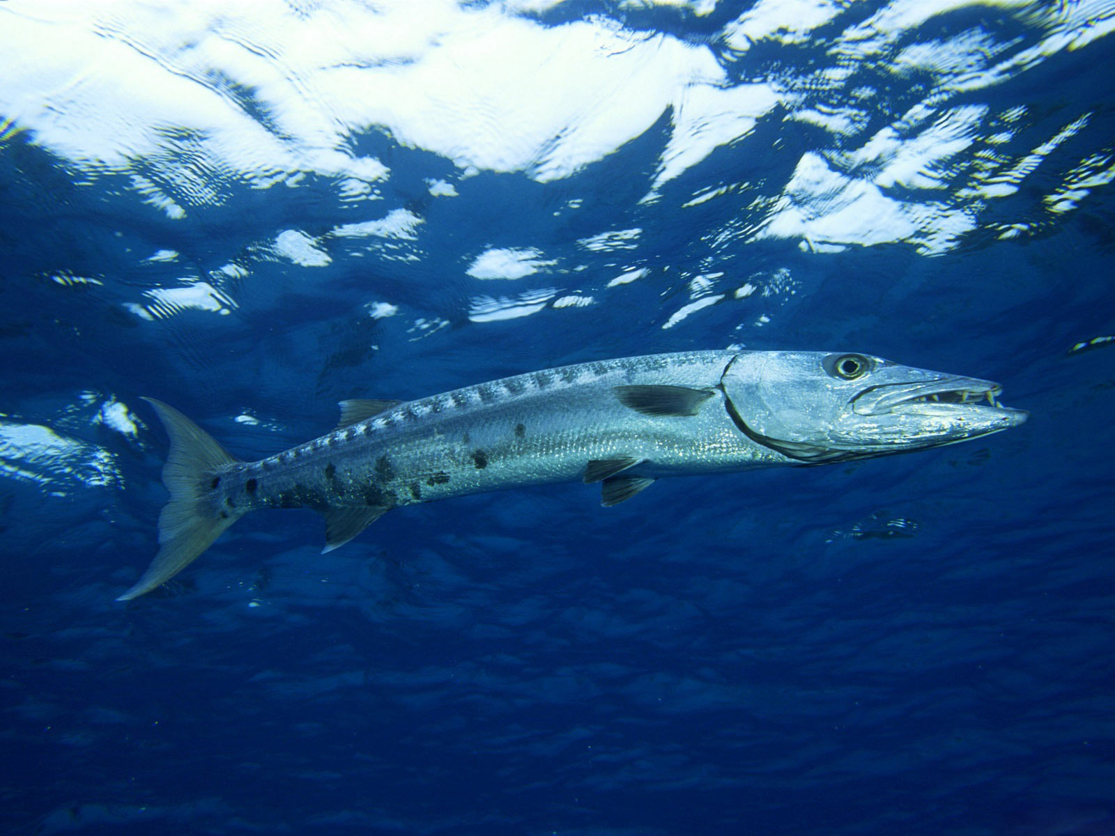 Capt. Stan's Deep Sea Chronicles: The Excitement of Barracuda ...