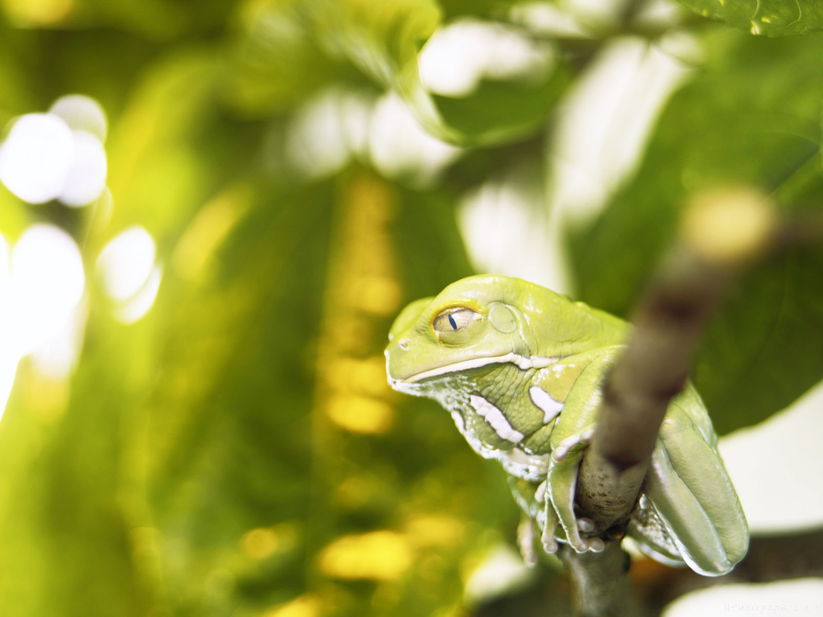 Desktop Wallpaper · Gallery · Animals · Magnificent Tree Frog ...