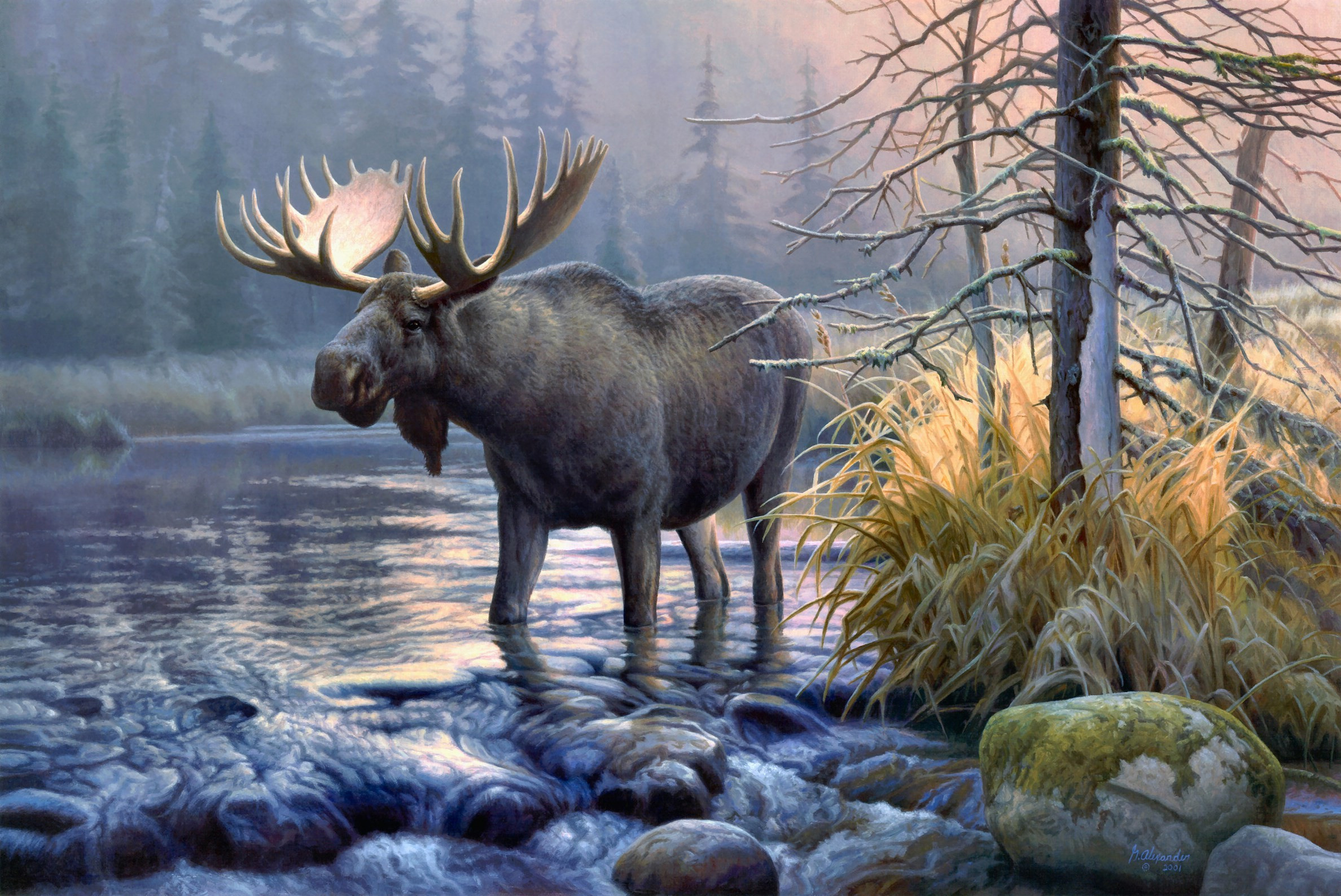 wallpaper animal moose magnificent hd wallpapers | HD Wallpapera ...