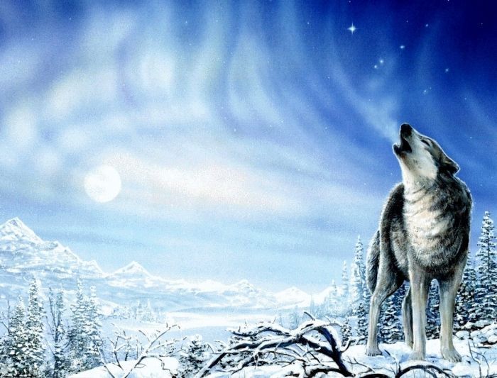 wallpaper: Magnificent Wolf Wallpapers