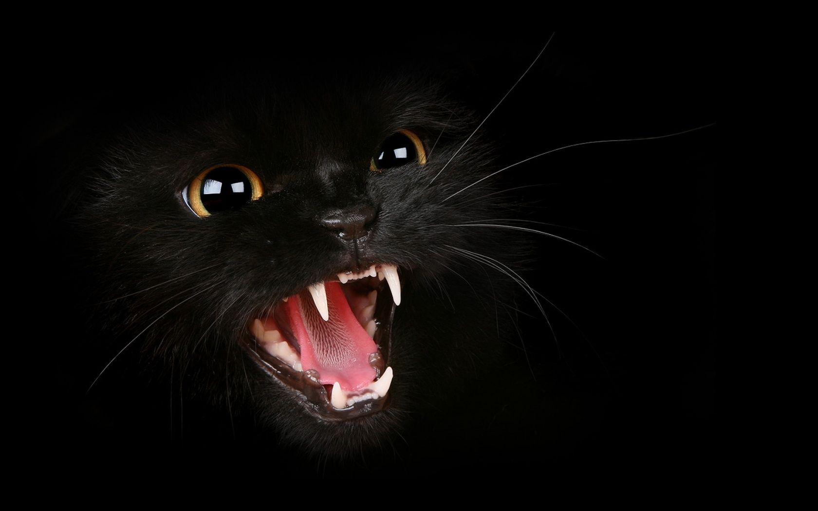 Black Cat Desktop Wallpapers