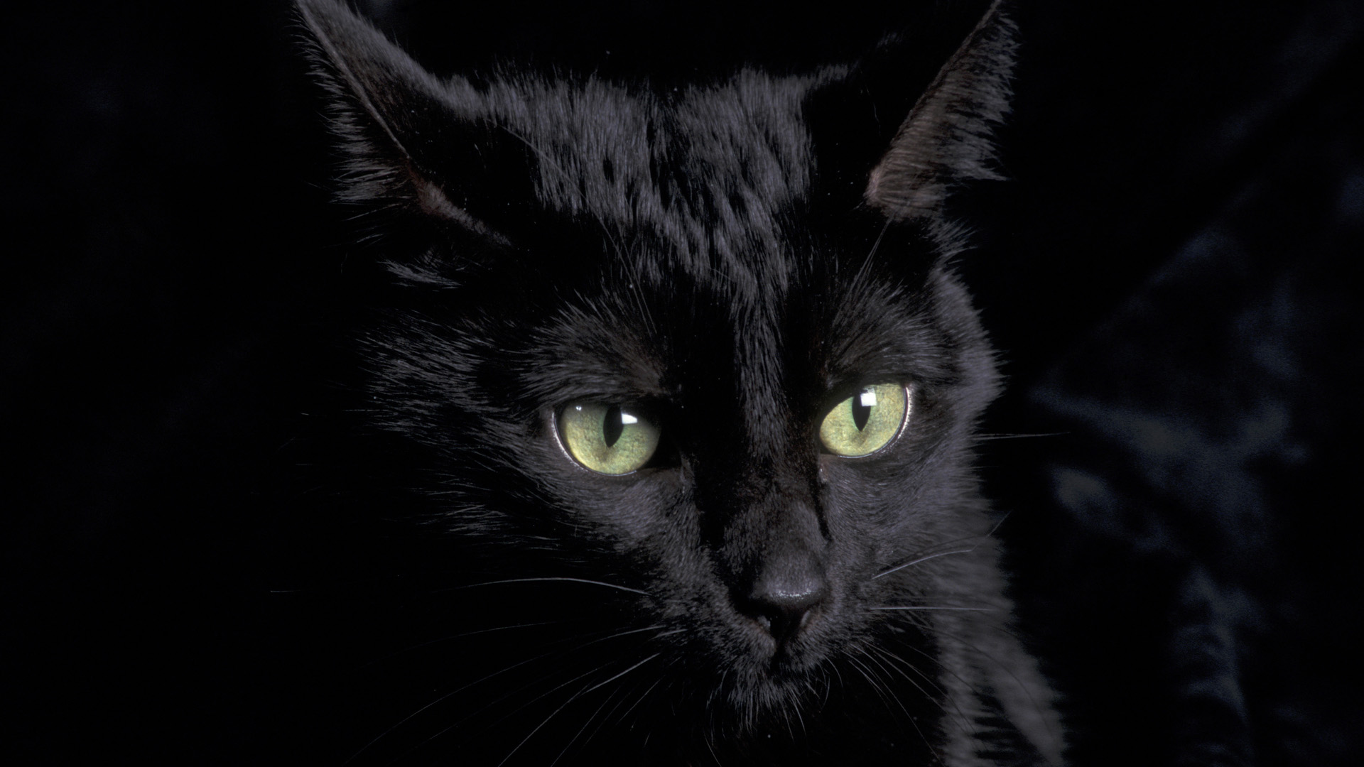 Desktop hd pics of black and white cat