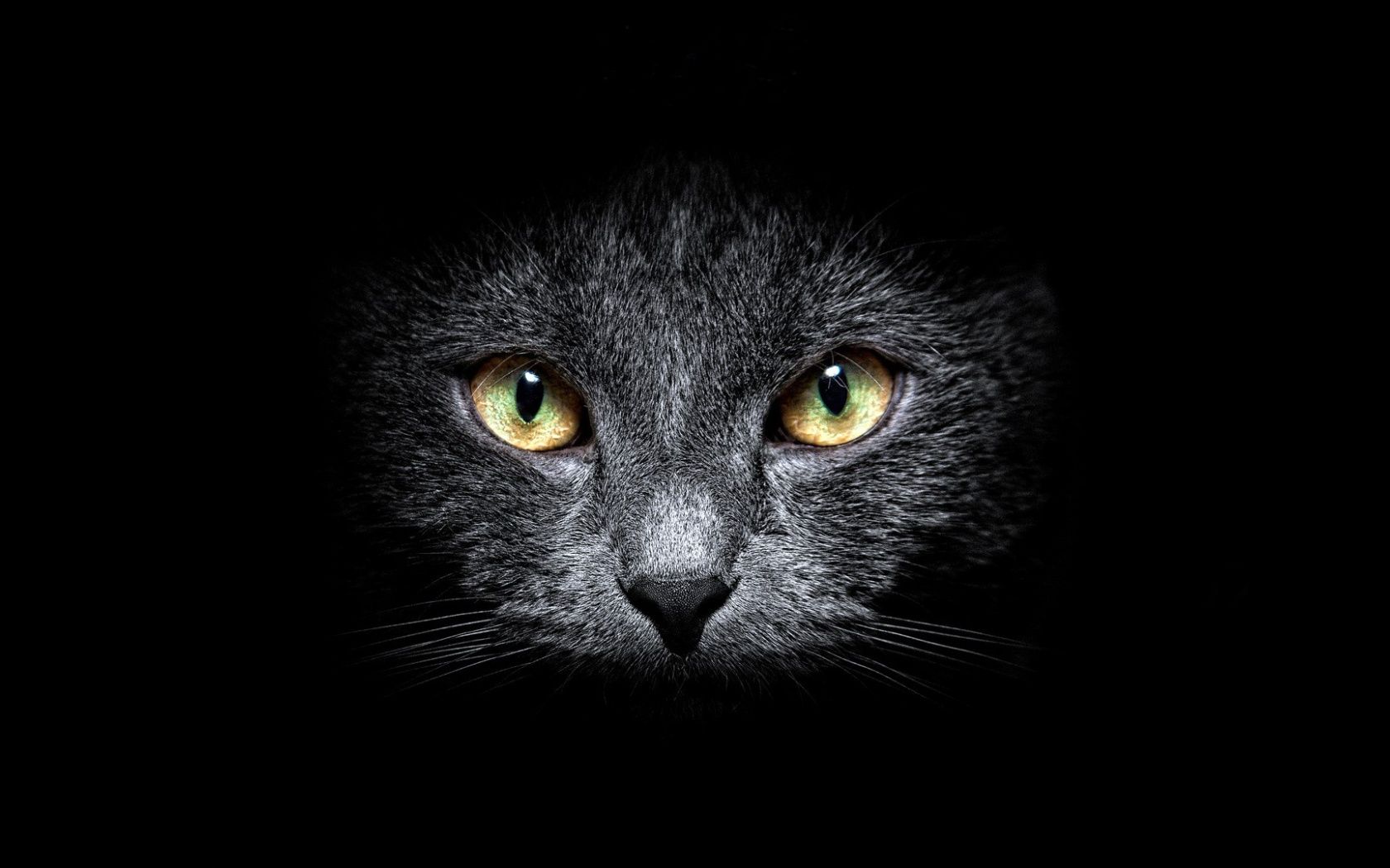 1680x1050 Black Cat in the Dark desktop PC and Mac wallpaper