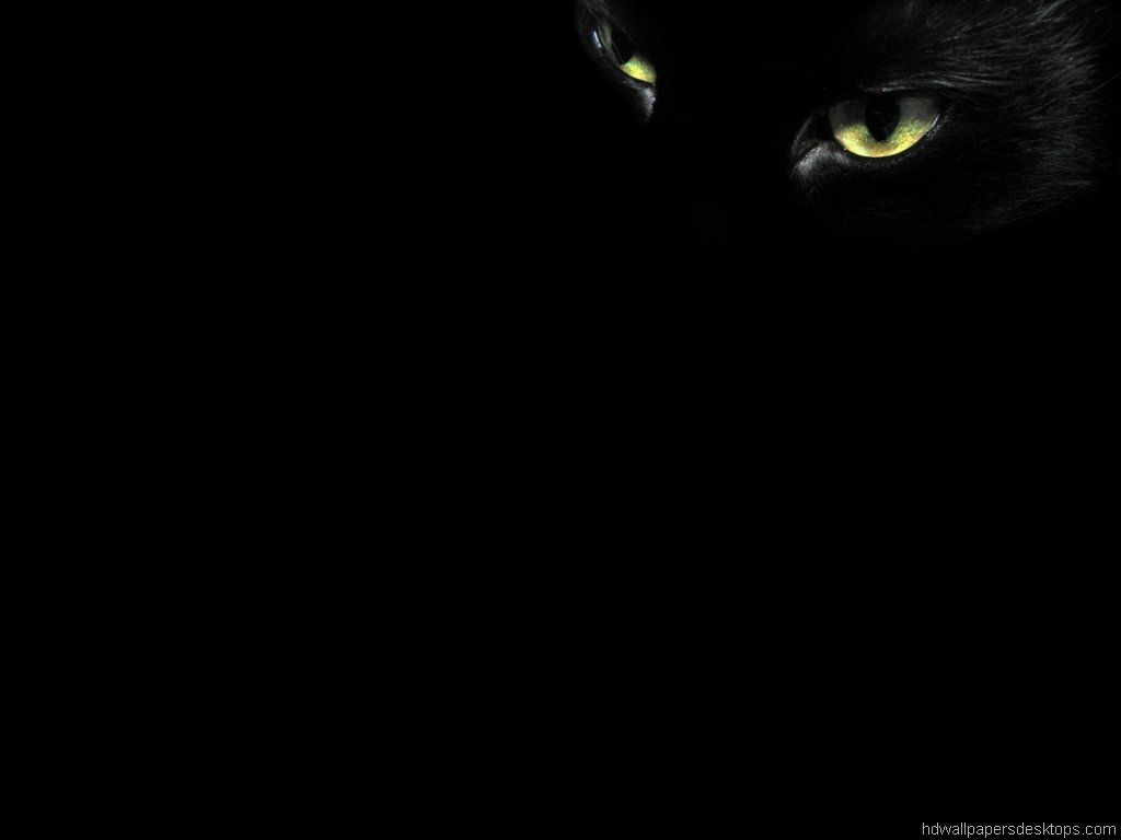 10 Animals Wallpaper, Desktop, Background, black cat eyes 1024x768