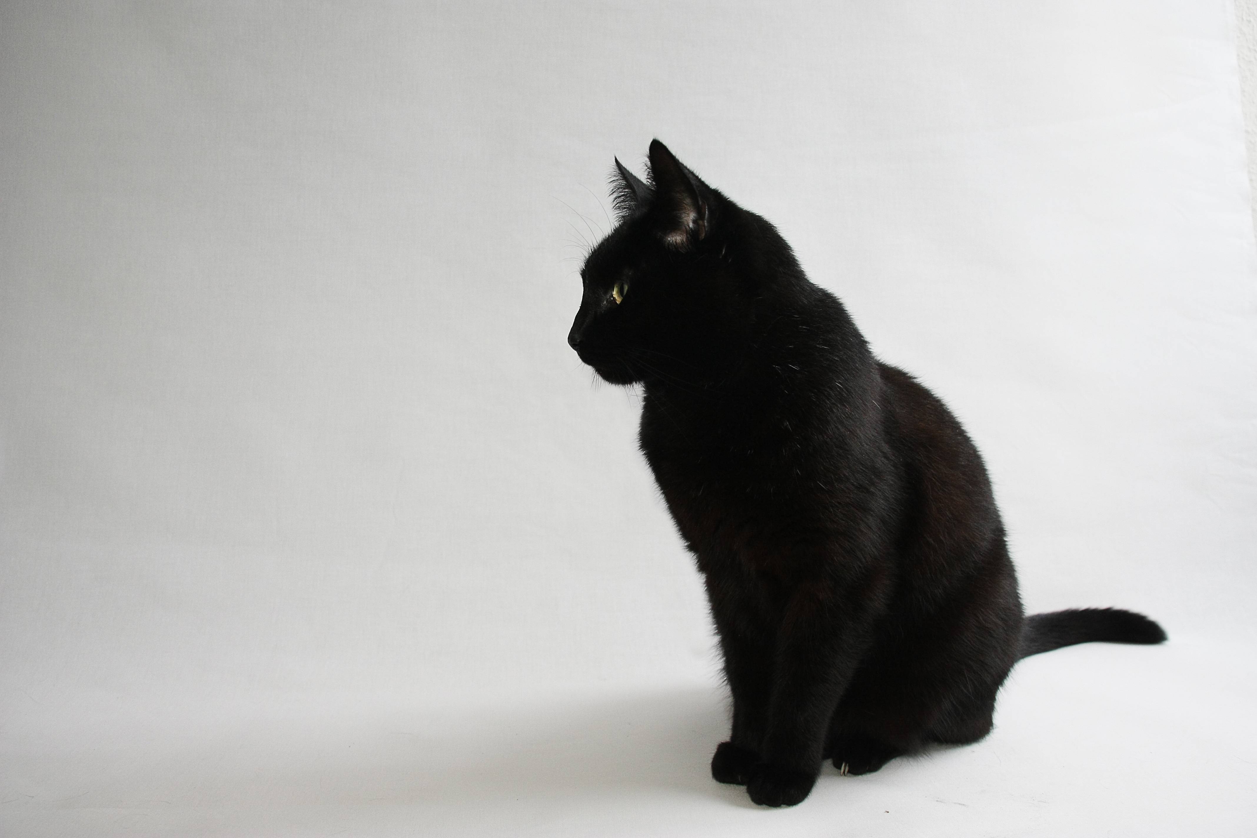 Black Cat Desktop Wallpapers Group 76 