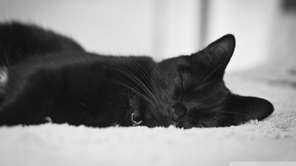 Black Cat HD desktop wallpaper : Widescreen : High Definition ...