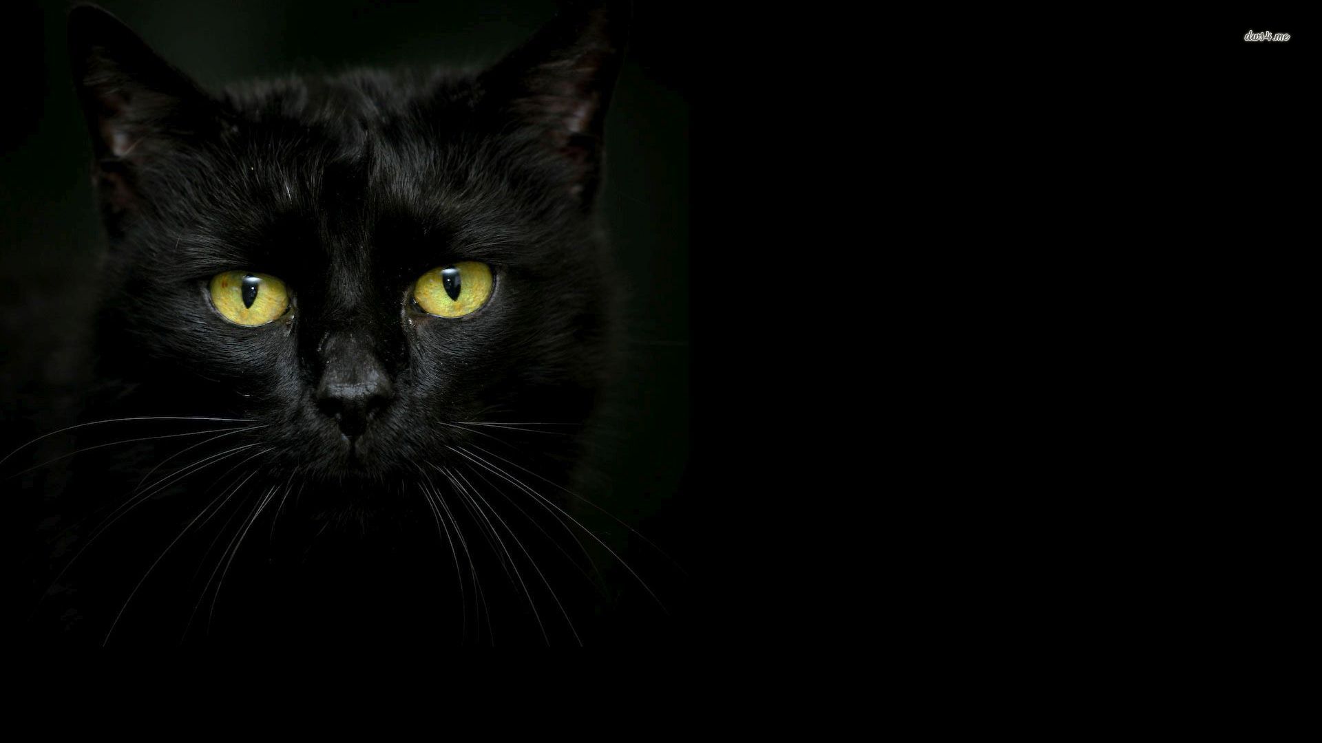 Black Cat Staring wallpaper - Animal wallpapers - #27927