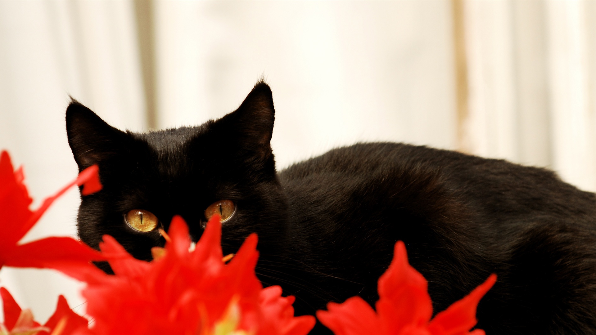 black cat and red flowers 1920x1080 Wallpaper