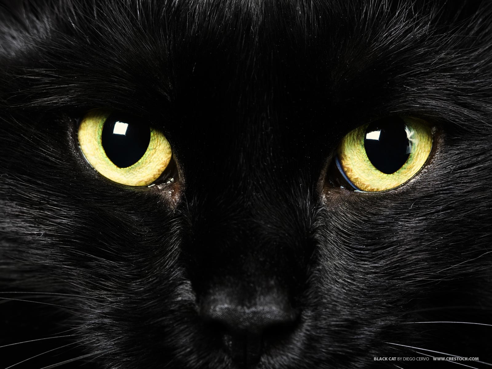 Black Cat Eyes Yellow Wallpaper #6573 Wallpaper | ForWallpapers.com