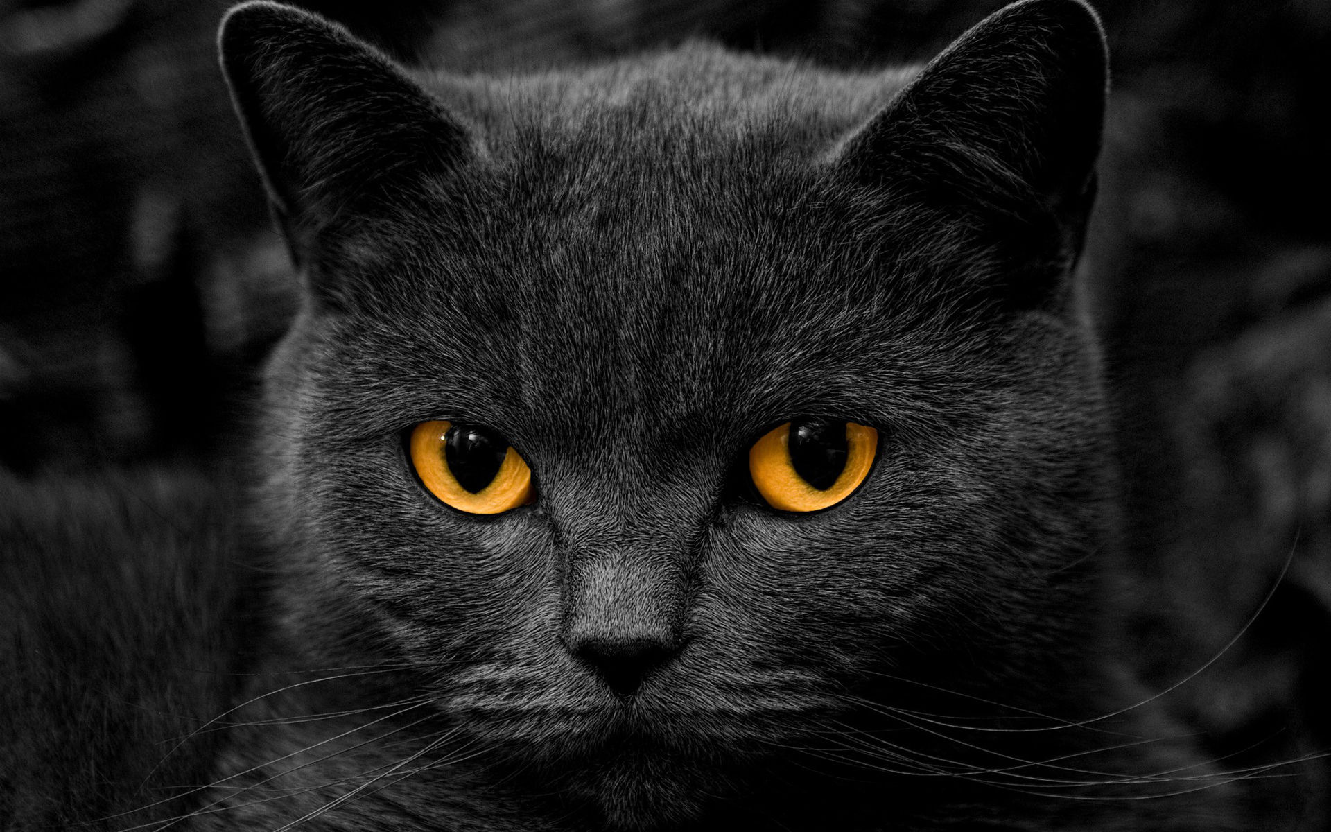 Black Cat Free Desktop Wallpaper - New Wallpapers For You