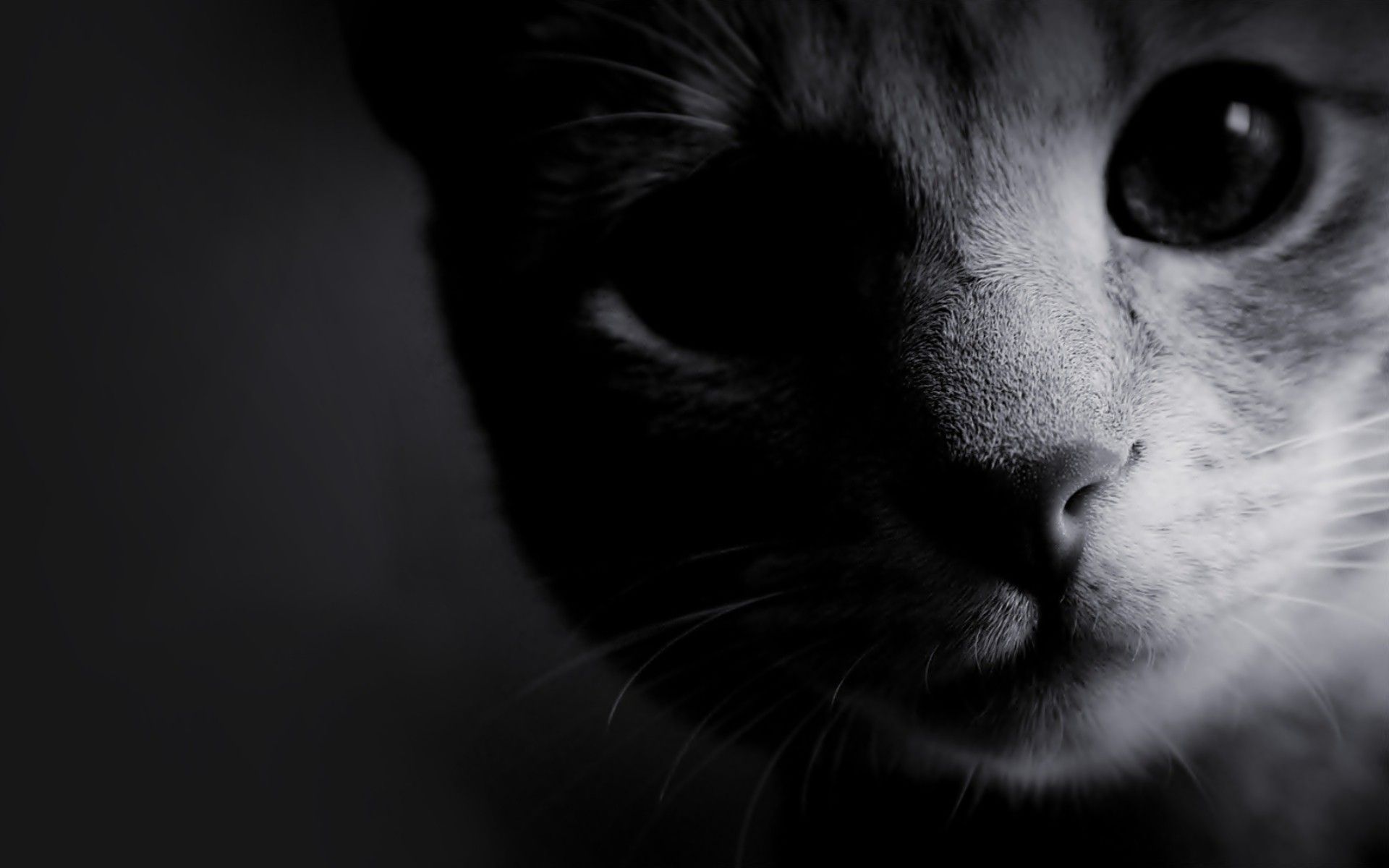 Black And White Cat Photography Wallpaper - 172712