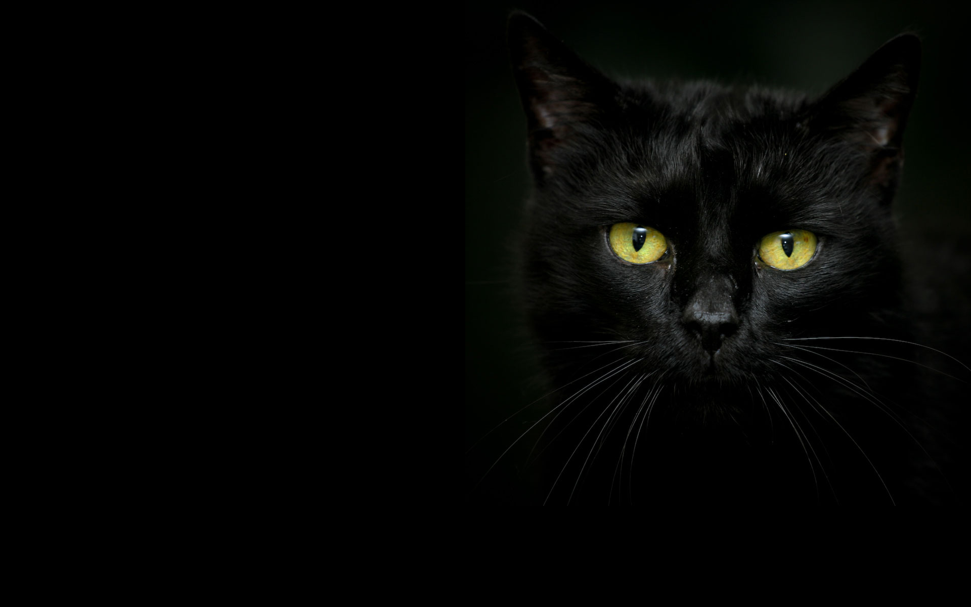 Хеллоуин - черный кот 09 - Free desktop wallpapers