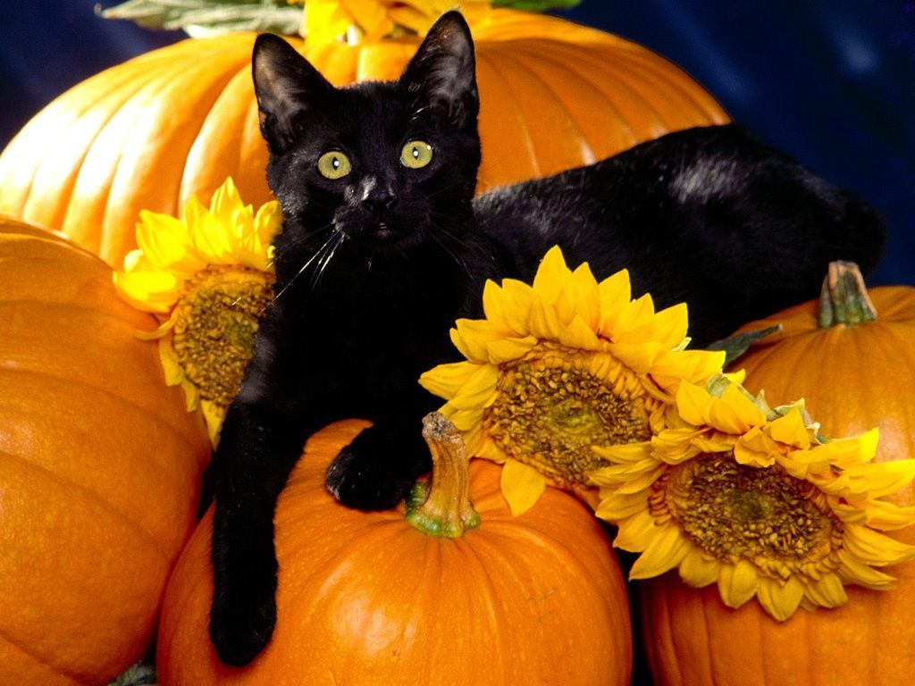 Jestingstock.com Halloween Wallpaper Cat