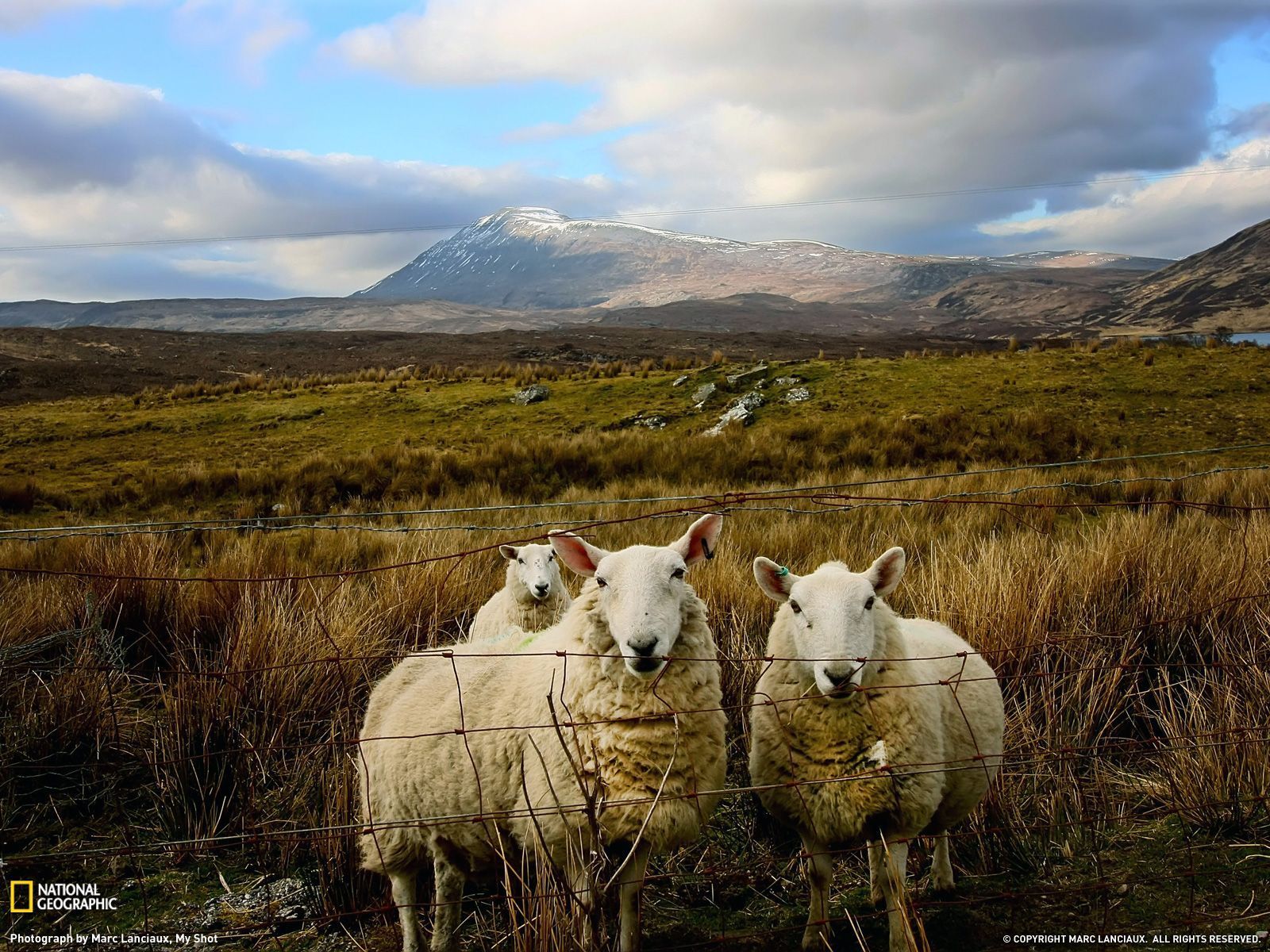 Download Scottish Sheep Scotland National Wallpaper 1600x1200