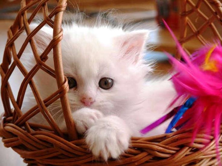 50 HD Cute Cat Wallpapers for Your Desktop cat Pinterest