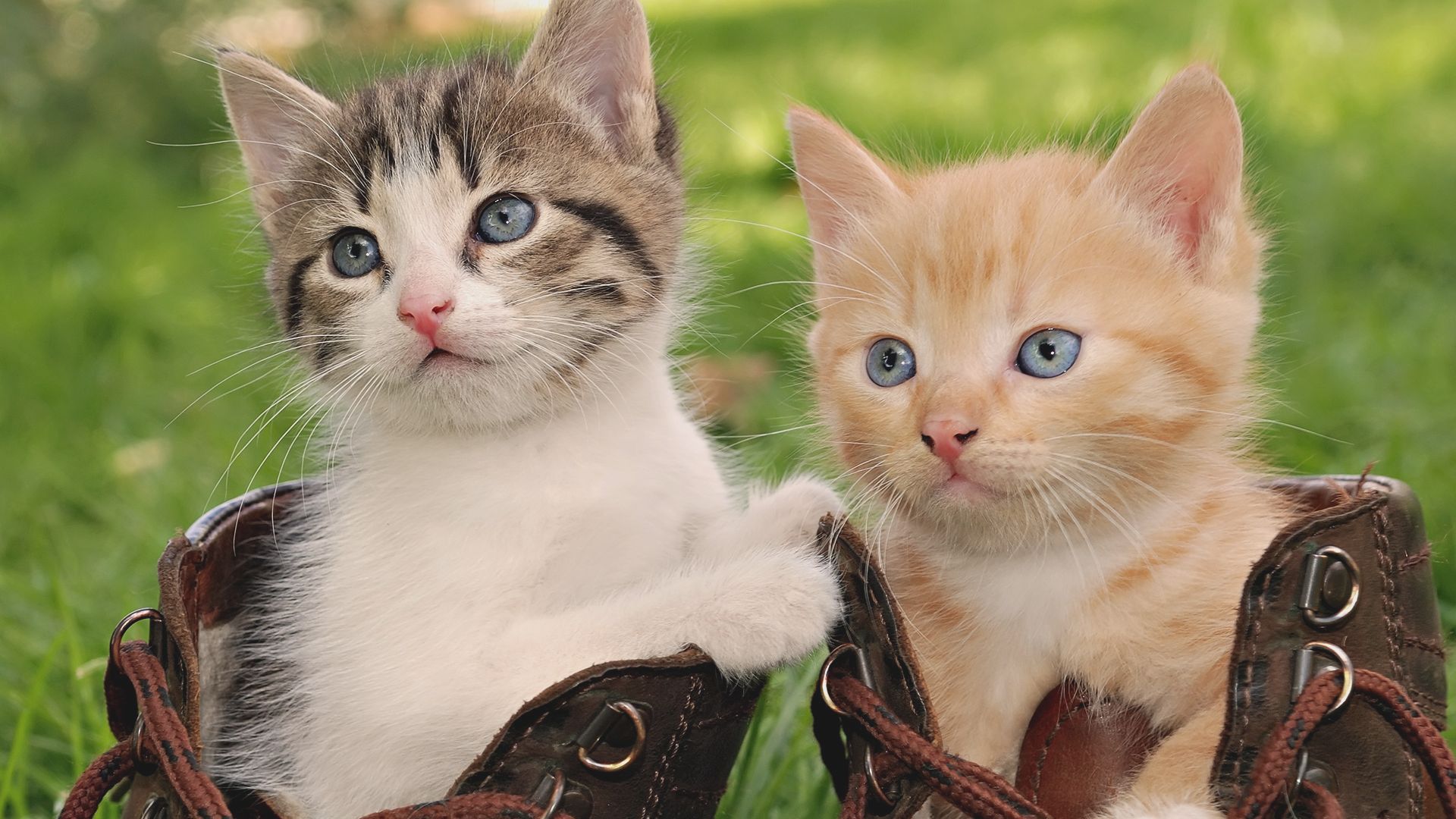 Cute Baby Cats Wallpaper HD Resolution : Animal Wallpaper ...