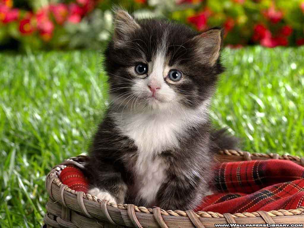 Cute Baby Cats And Dogs Hd Cats Wallpaper Hd - PetPictures