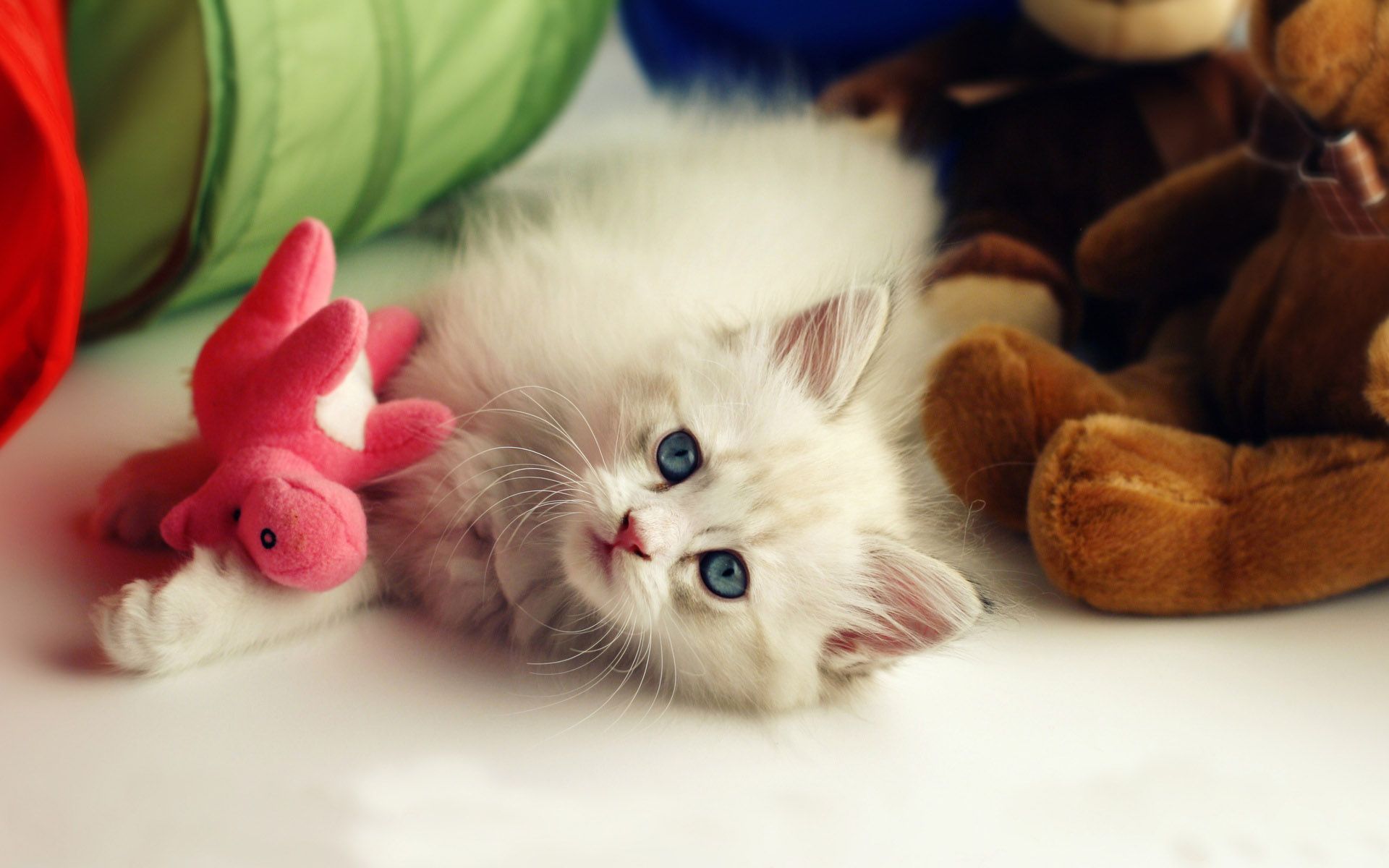 HD wallpaper cute baby cat - Cute Cat Backgrounds