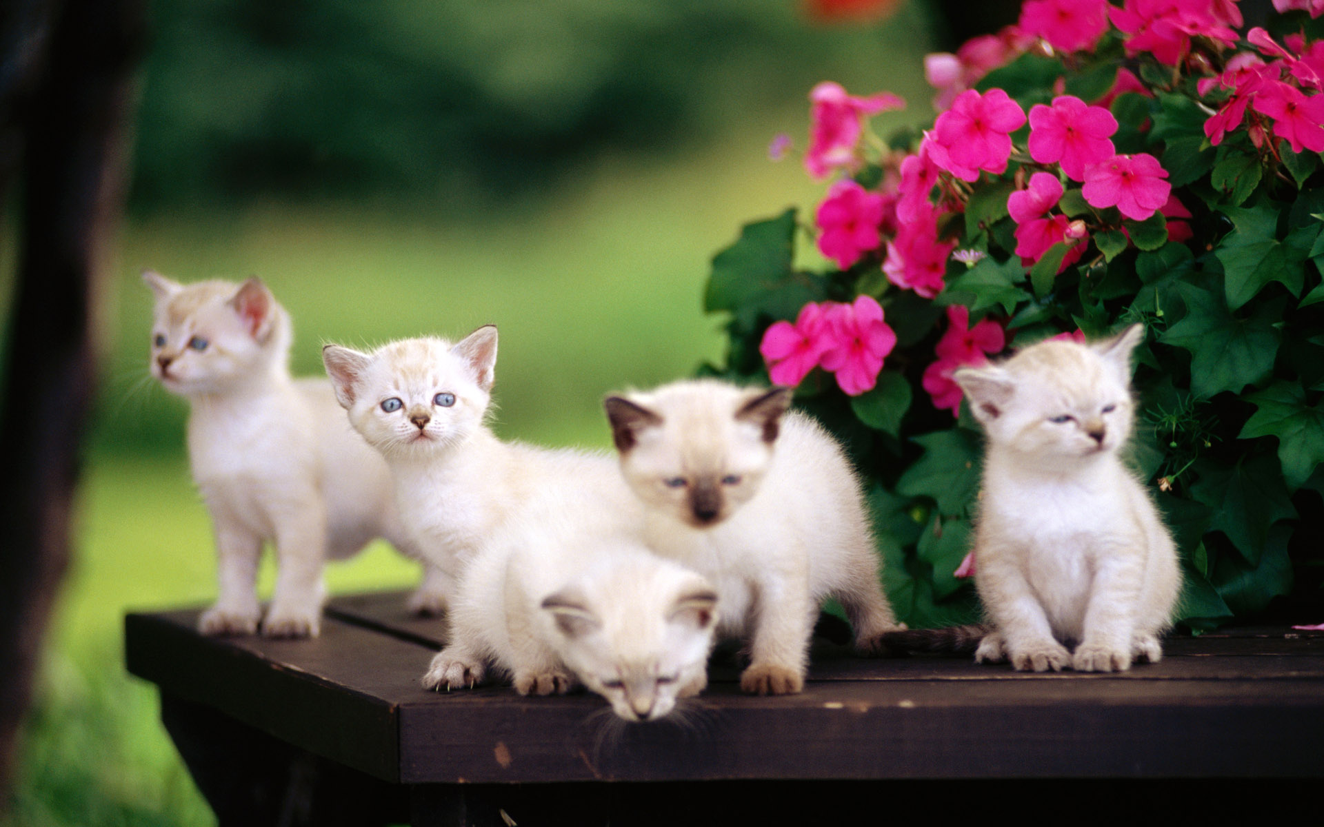 Cute Baby Cats - wallpaper.