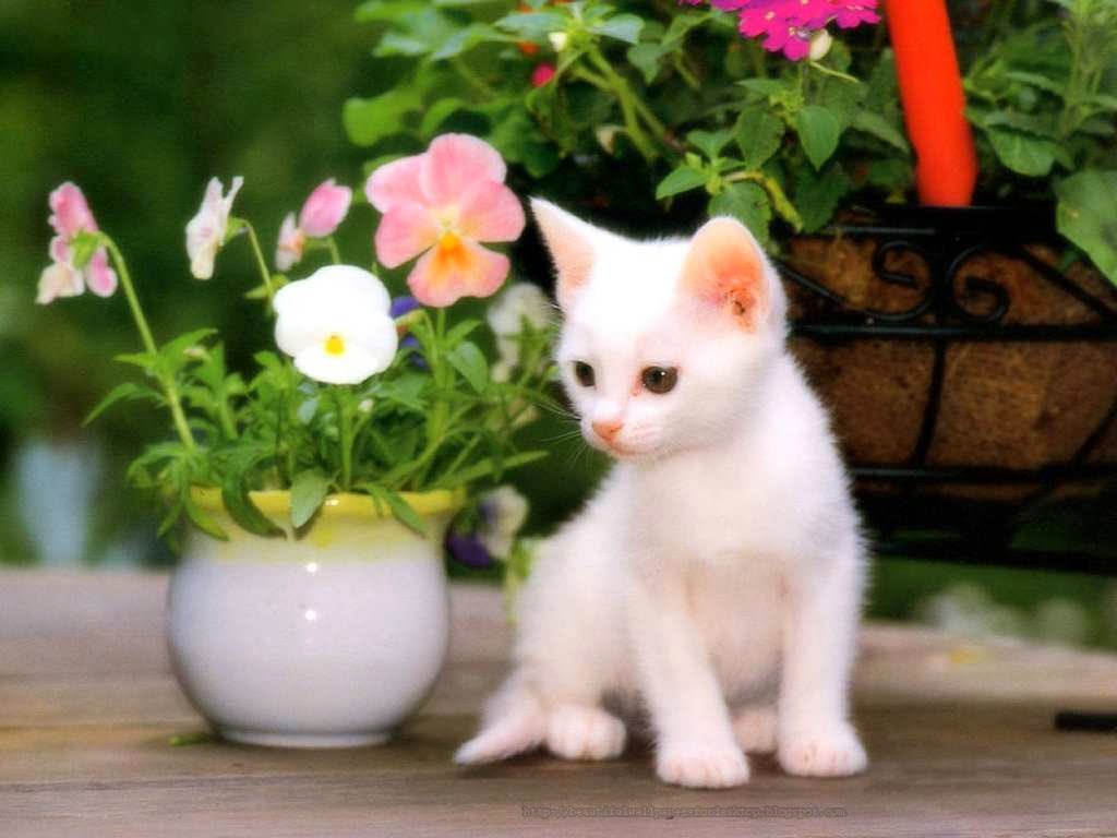 cute cat wallpapers free download | WhatsApp Girls Number ...