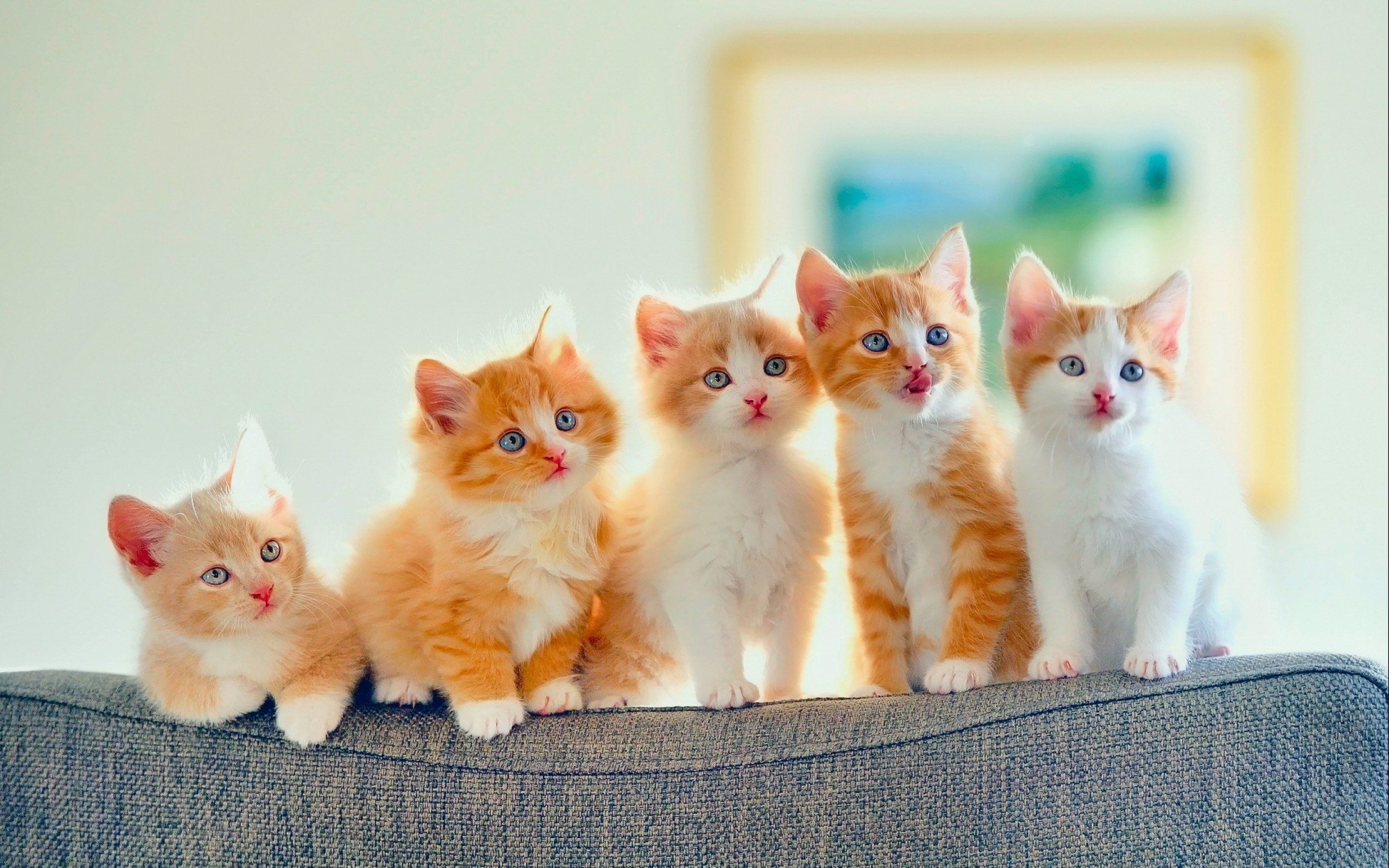 Kittens kitten cat cats baby cute s wallpaper 2560x1600 708300