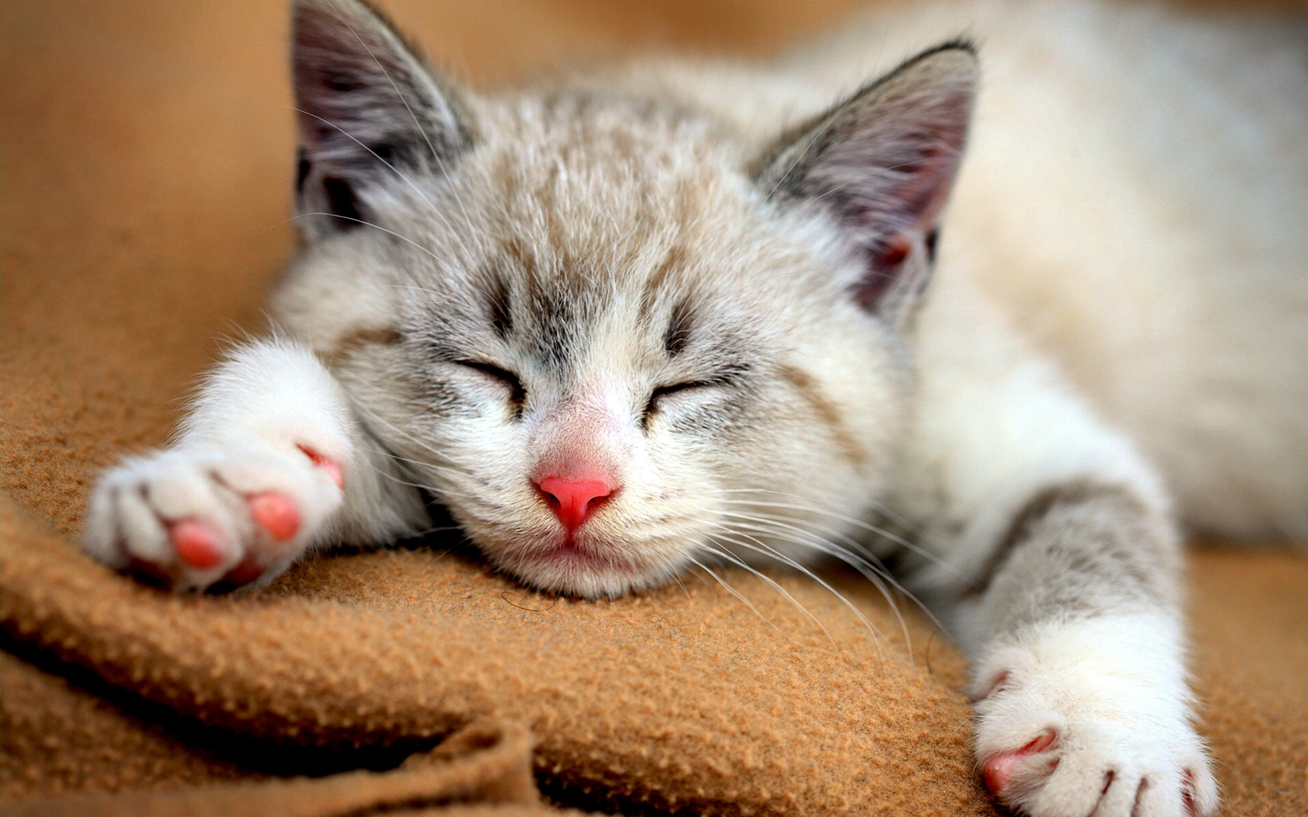 Animal Wallpaper Cute Baby Cats Wallpaper High Quality Resolution