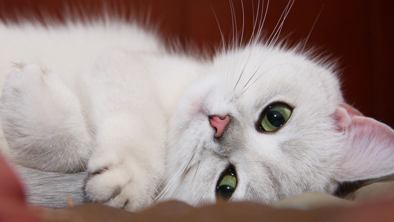 cute baby white cats wallpaper
