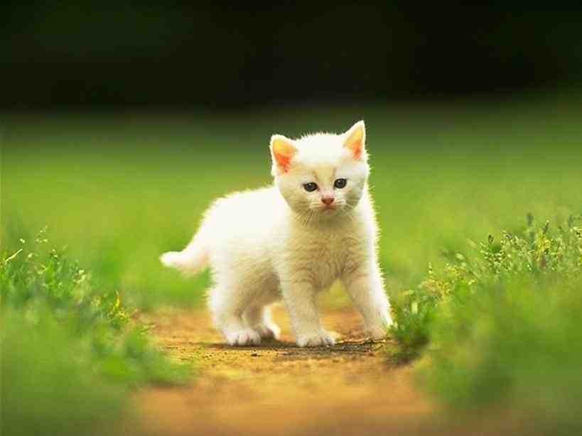 cute baby white cats wallpaper › ngising.club